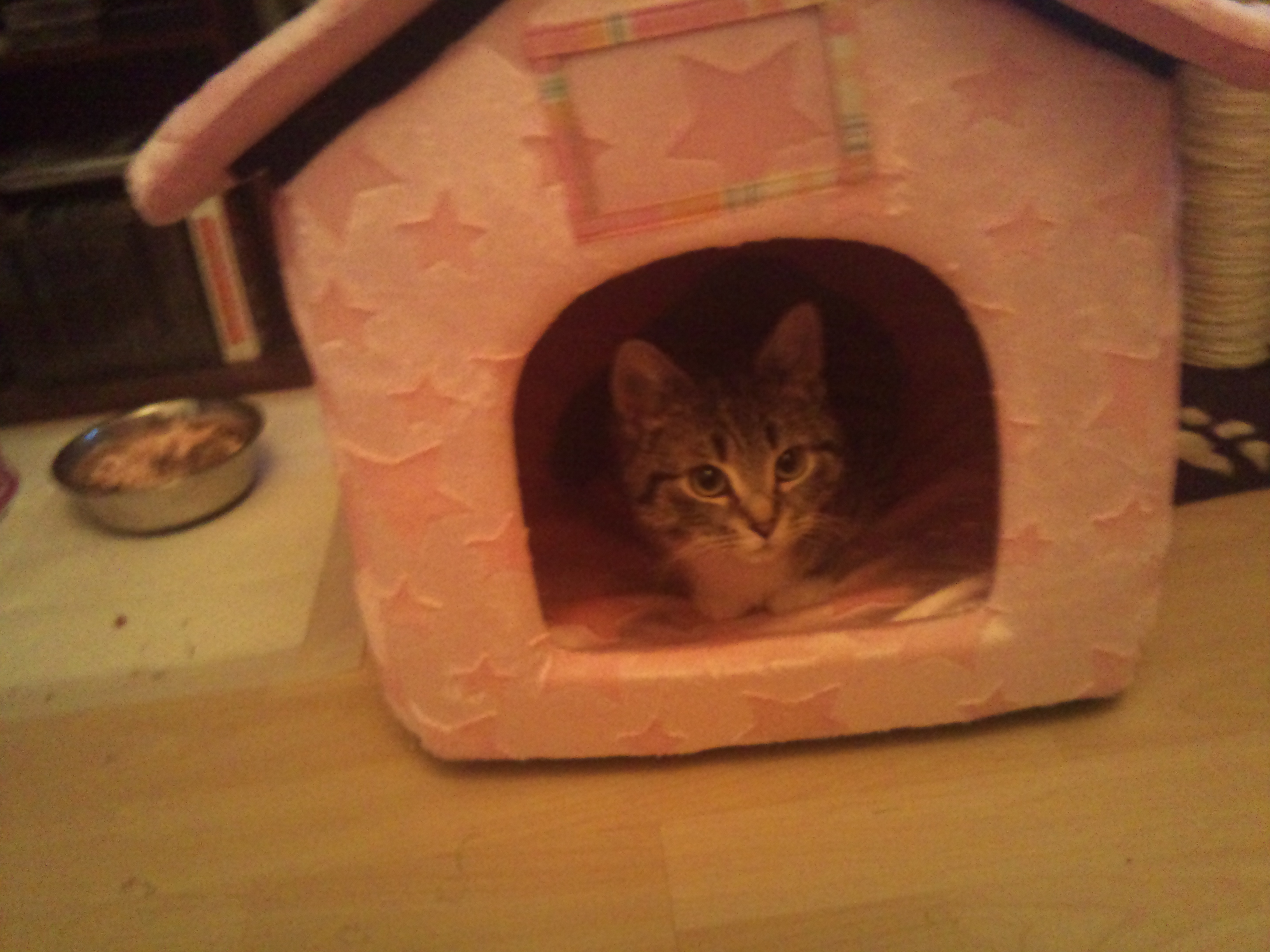 puss in house
